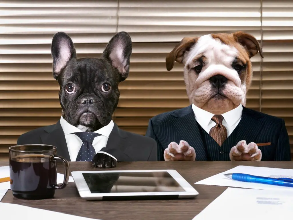 Two dogs dressed up