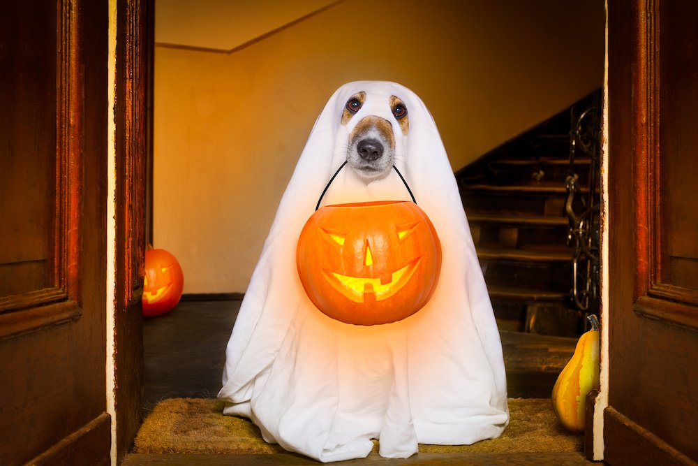 bigstock-Halloween-Ghost-Dog-Trick-Or-151861769.jpg